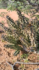 Quaqua mammillaris