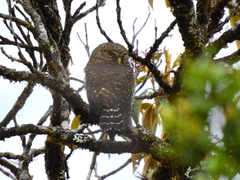 Glaucidium jardinii