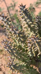 Quaqua mammillaris