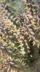 Quaqua mammillaris