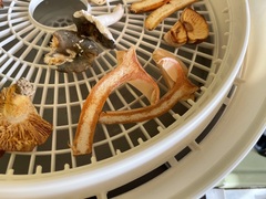 Lactarius subvernalis