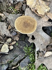 Lactarius subvernalis