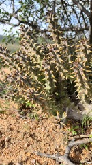 Quaqua mammillaris