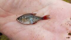 Hyphessobrycon igneus