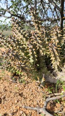 Quaqua mammillaris