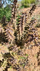 Quaqua mammillaris