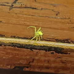 Thomisidae
