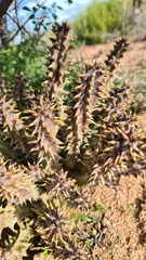 Quaqua mammillaris