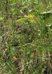 Odontarrhena muralis