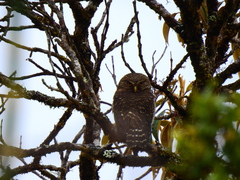 Glaucidium jardinii