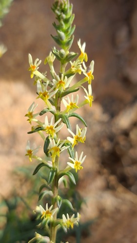 Namaqua Slugwort (Hebenstretia namaquensis)