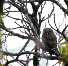 Glaucidium jardinii