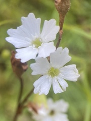 Heliosperma pusillum