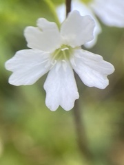 Heliosperma pusillum