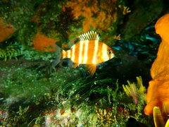 Chrysoblephus gibbiceps