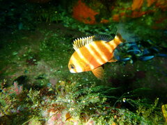 Chrysoblephus gibbiceps