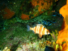 Chrysoblephus gibbiceps