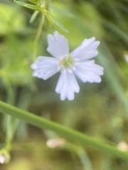 Heliosperma pusillum