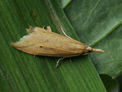 Donacaula forficella