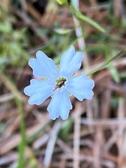Heliosperma pusillum