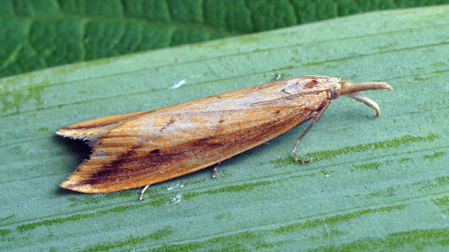 Donacaula forficella (Thunberg, 1794)