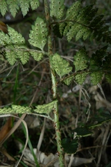Polystichum oculatum