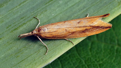 Donacaula forficella