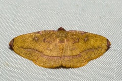 Heterolocha pyreniata