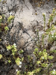 Aspidoscelis carmenensis