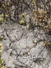 Aspidoscelis carmenensis