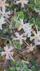 Chascanum pumilum