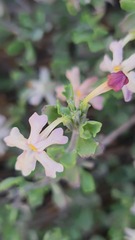 Chascanum pumilum