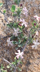 Chascanum pumilum