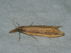 Donacaula mucronella