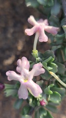 Chascanum pumilum