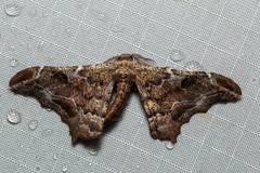 Hyposidra violescens