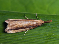 Donacaula mucronella