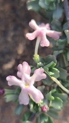 Chascanum pumilum