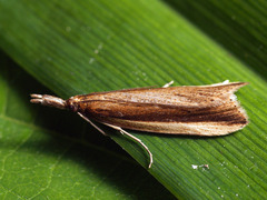 Donacaula mucronella