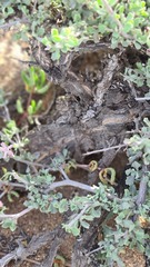 Chascanum pumilum