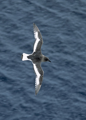 Thalassoica antarctica