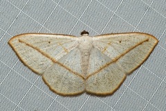 Lomographa luciferata