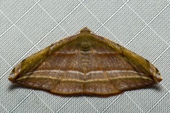 Loxotephria