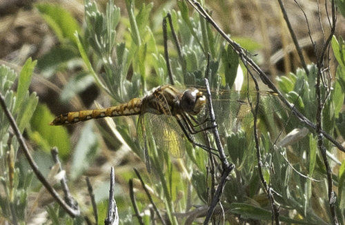 iNaturalist observation photo of Variegated Meadowhawk
