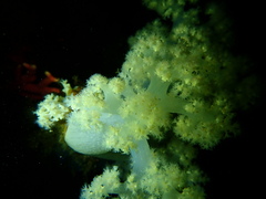 Pseudonephthea liltvedi