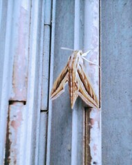 Hippotion celerio