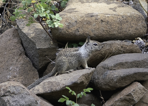 iNaturalist observation photo of California Ground Squirrel