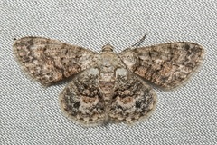 Myrioblephara pallibasis