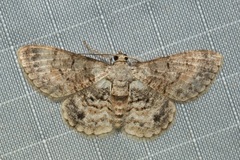 Myrioblephara pallibasis
