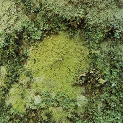 Pertusaria flavida